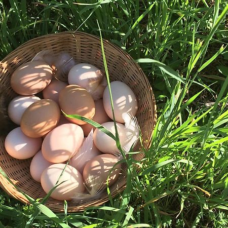 Gite Les Sources Marcillac-la-Croisille Exterior foto