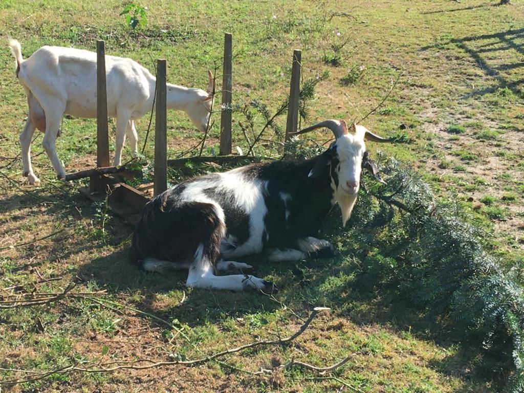 Gite Les Sources Marcillac-la-Croisille Exterior foto