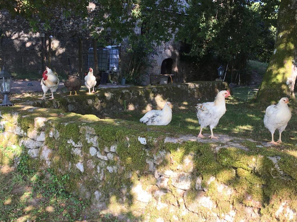 Gite Les Sources Marcillac-la-Croisille Exterior foto